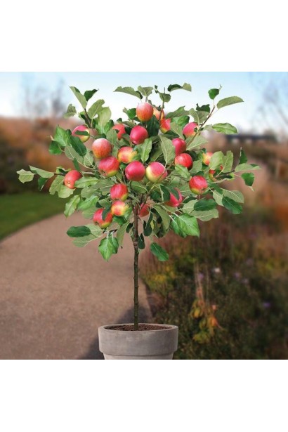 Яблуня домашня Джонаголд Декоста - солодкі та соковиті зимові яблука